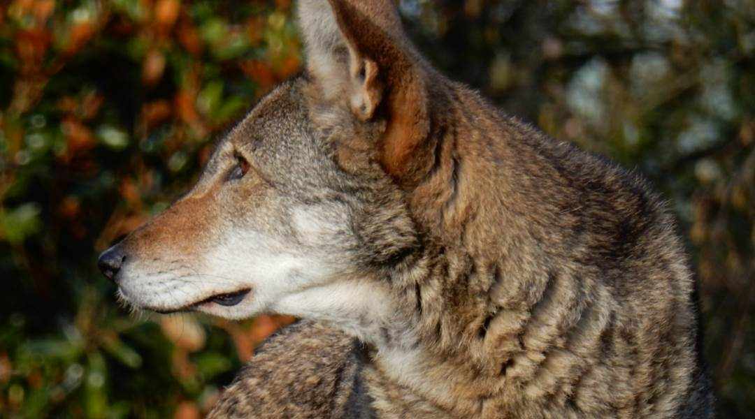Wild Animal Encounter Safety