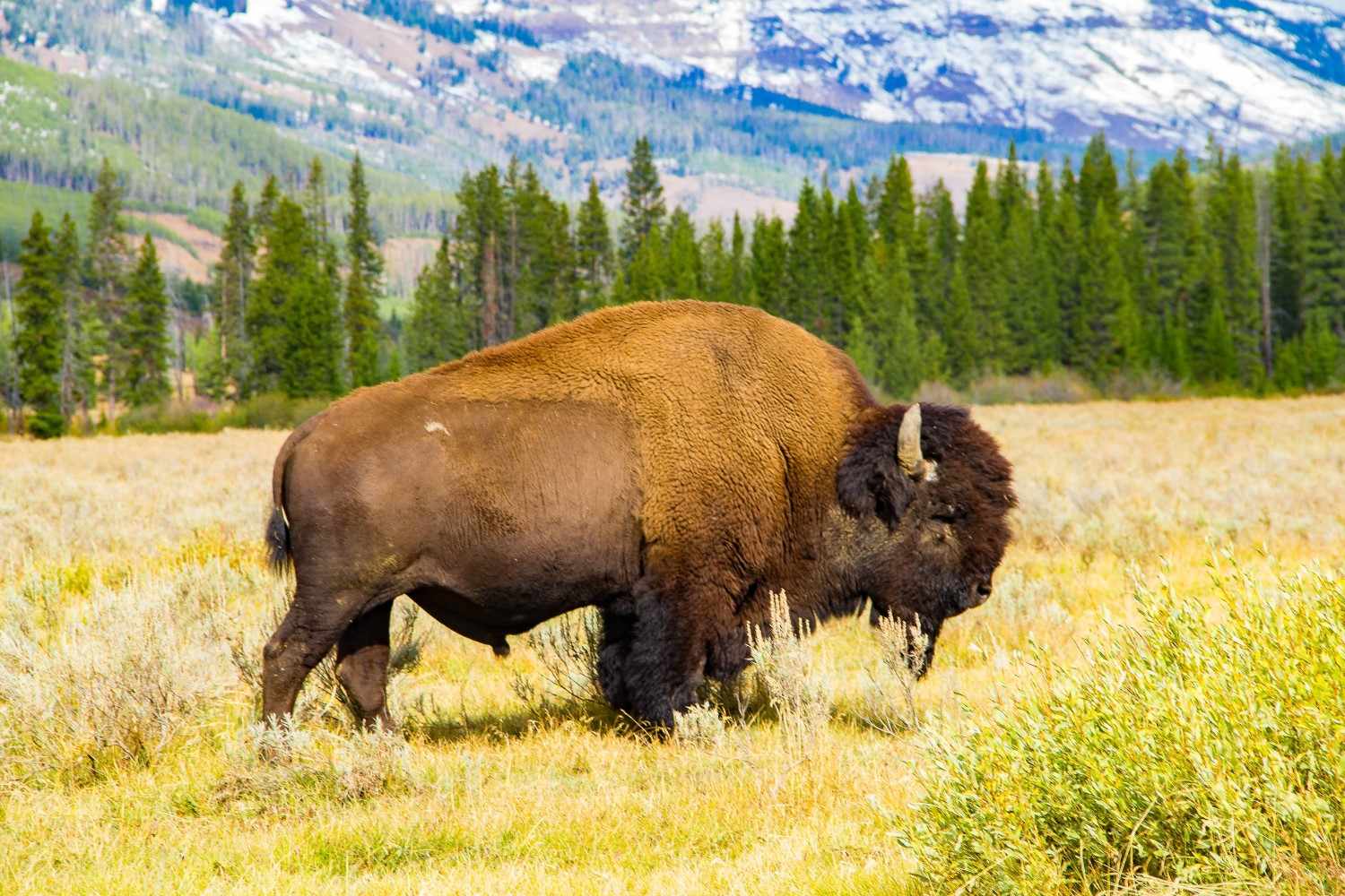 How To Find Signs of Animal Life Around Your Campsite