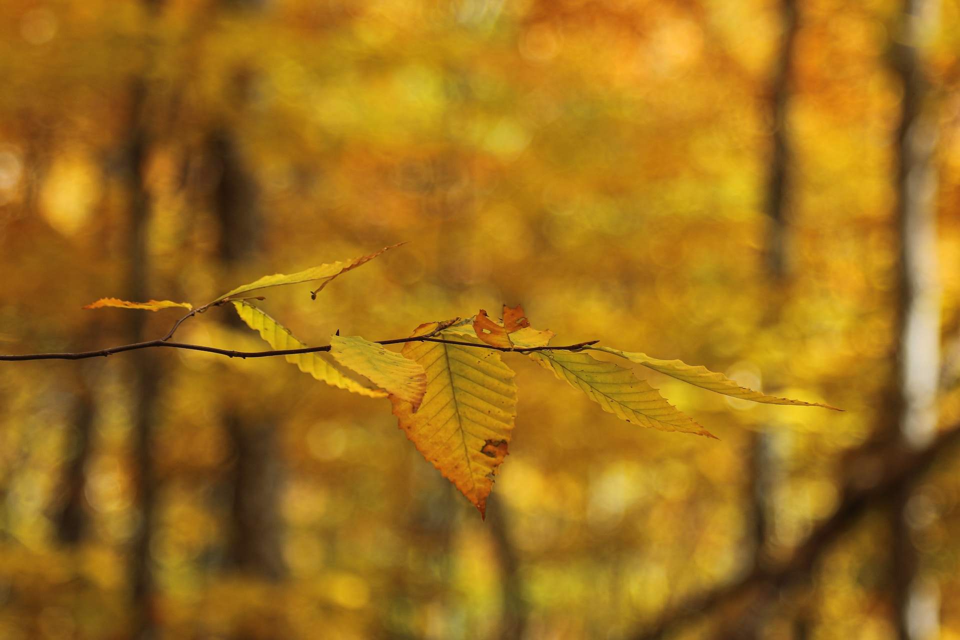 The Best National Parks to Visit This Fall